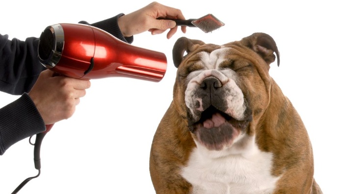 Curso De Peluquería Y Estética Canina